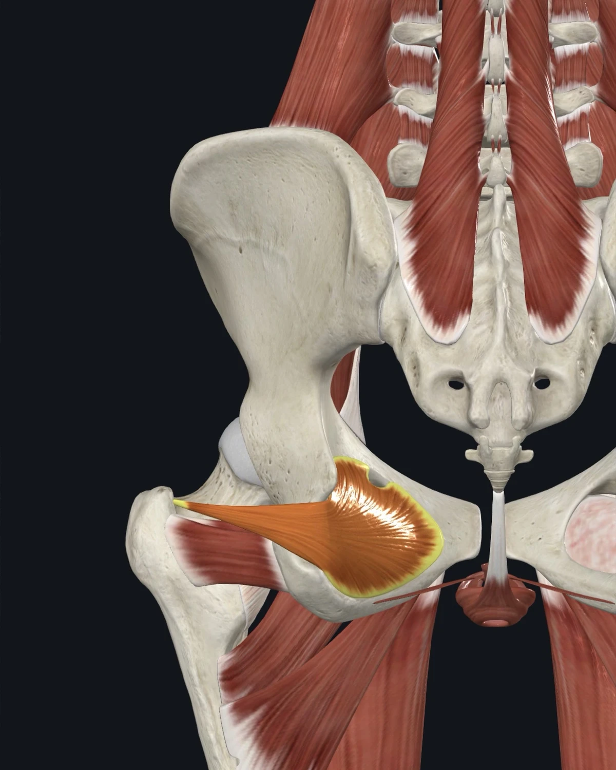 Anatomical illustration of the obturator internus on a posterior figure