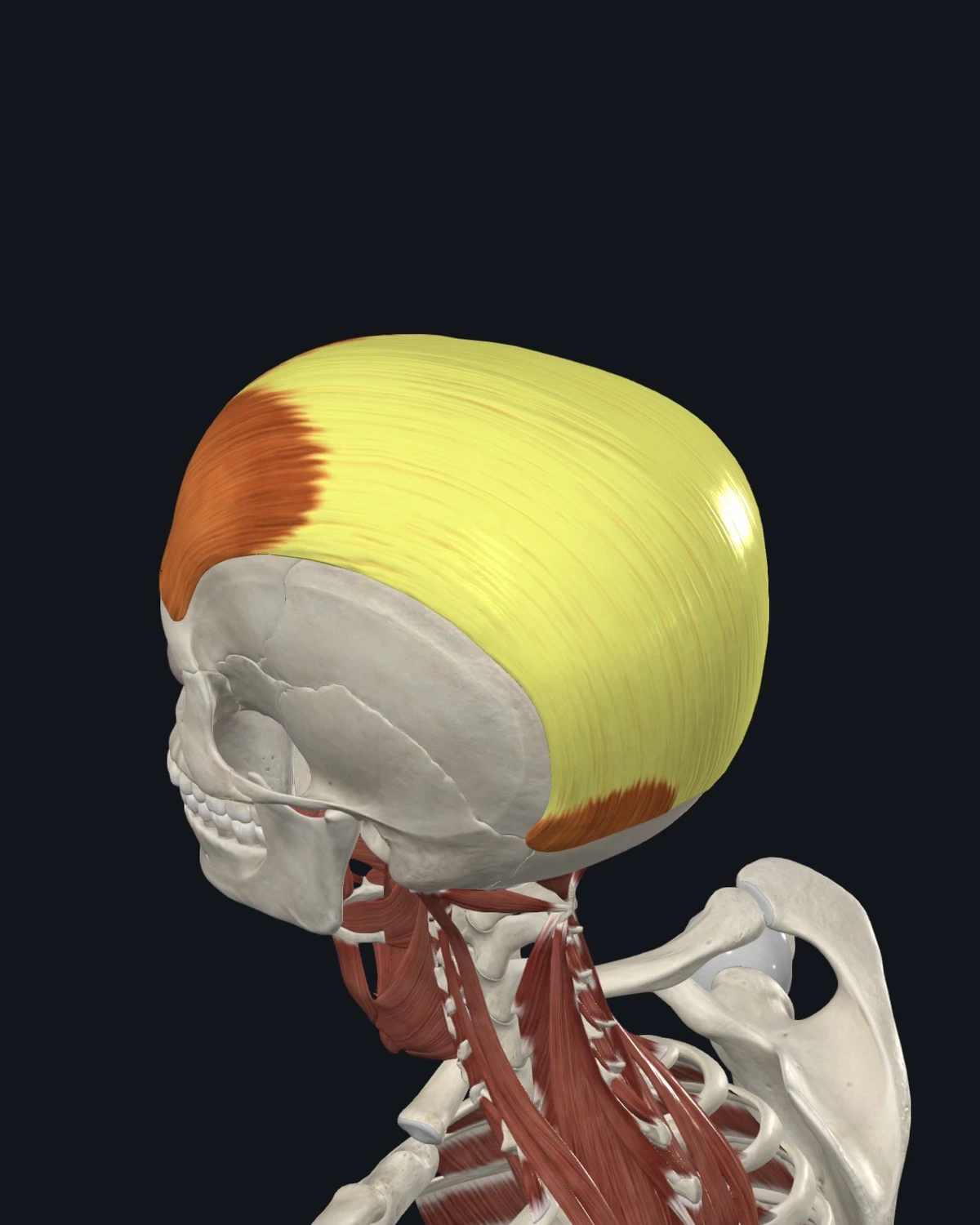 Anatomical illustration of the occipitofrontalis on a lateral head view