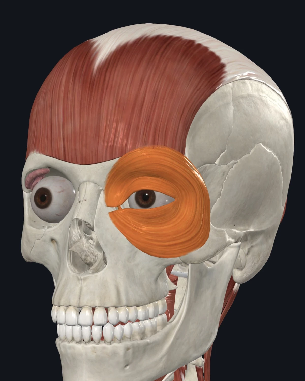 Anatomical illustration of the orbicularis oculi on a lateral head view