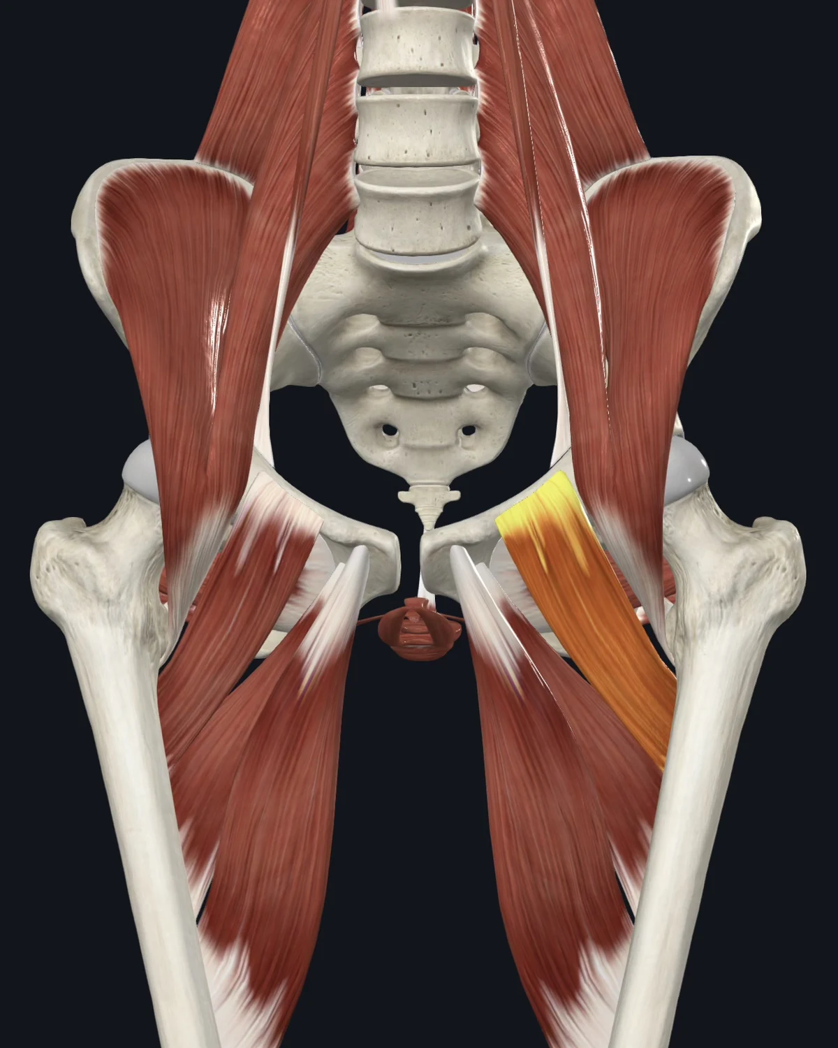 Anatomical illustration of the pectineus on an anterior figure