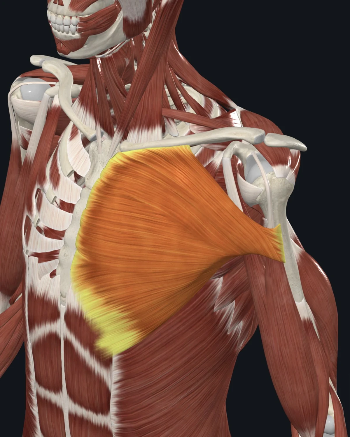 Pectoralis Major muscle anatomy