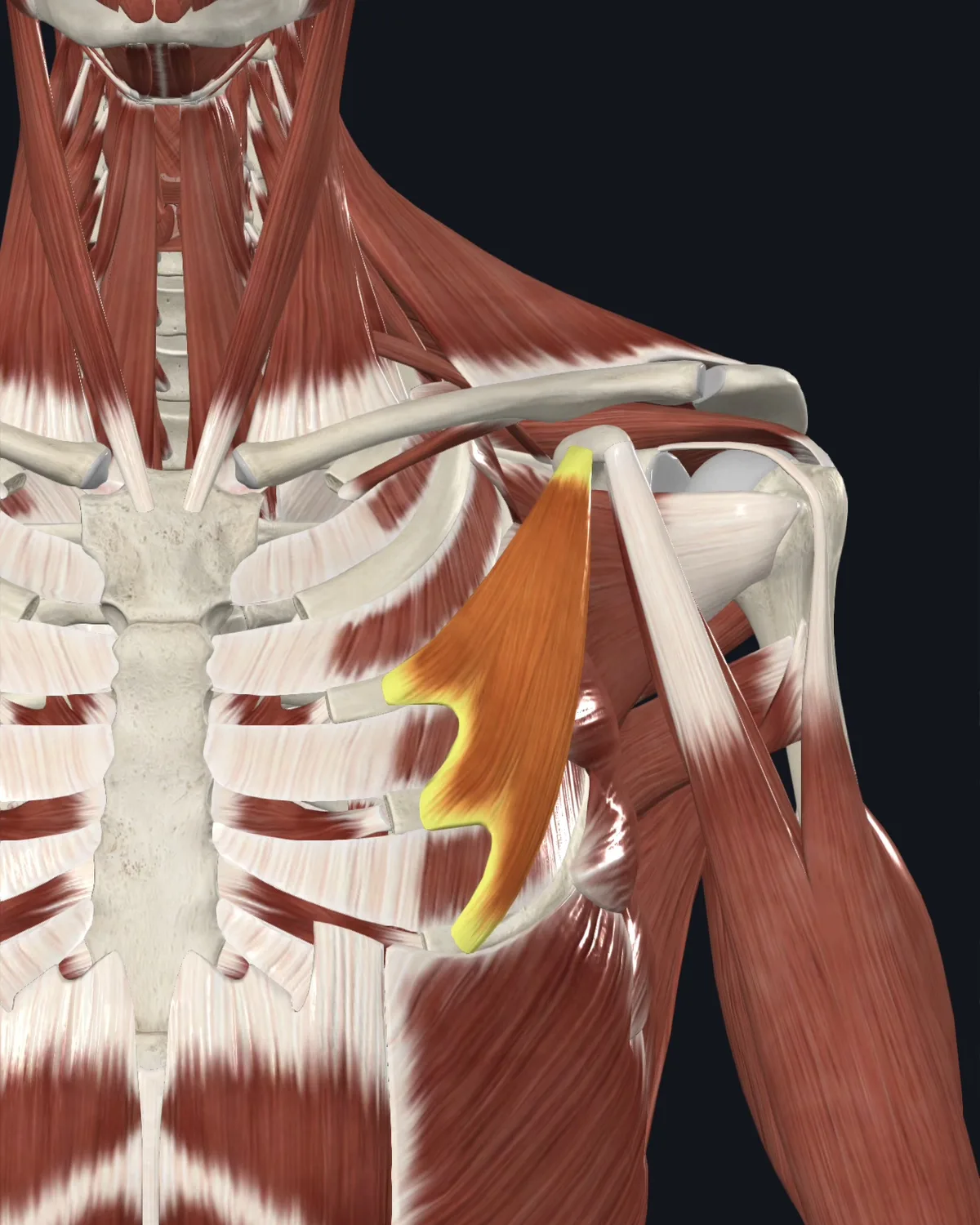 Anatomical illustration of the pectoralis minor on a anterior figure