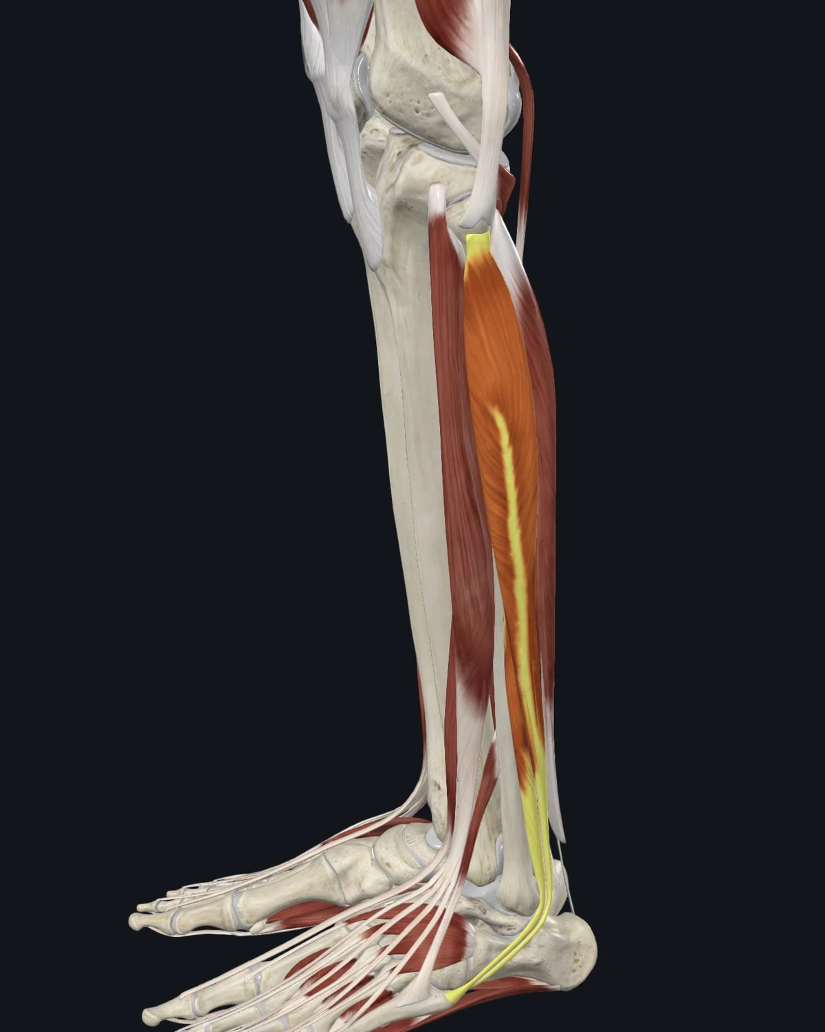 Peroneal group muscle anatomy