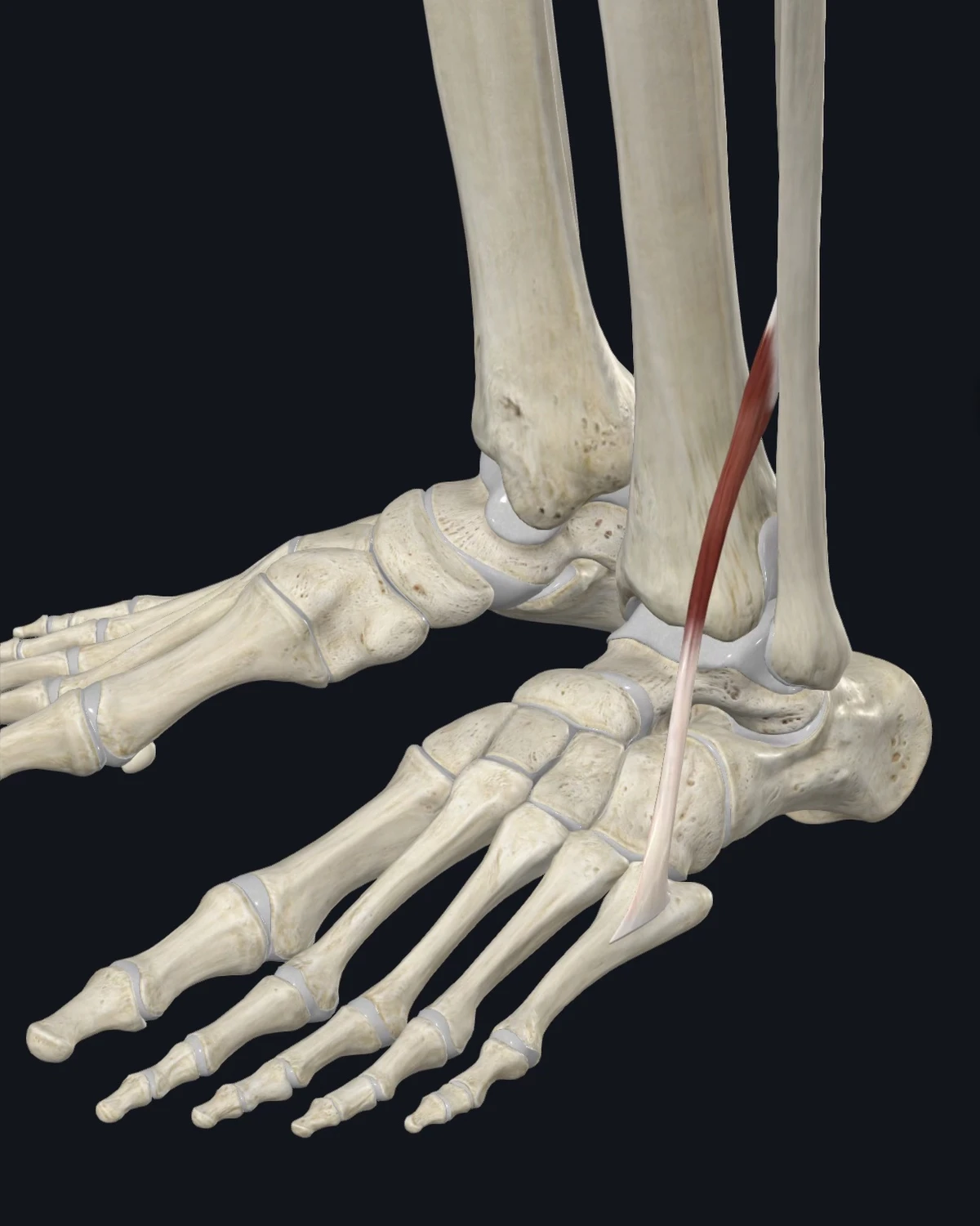 Anatomical illustration of the peroneus tertius on an anterior figure