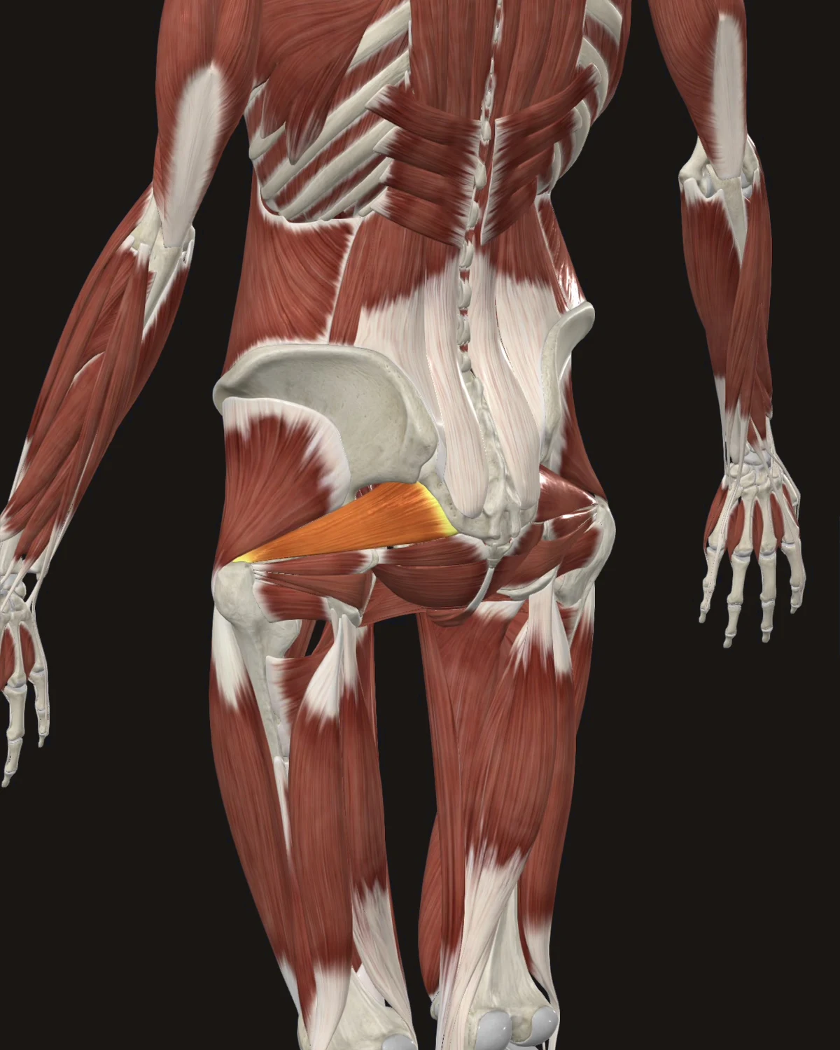 Piriformis muscle anatomy