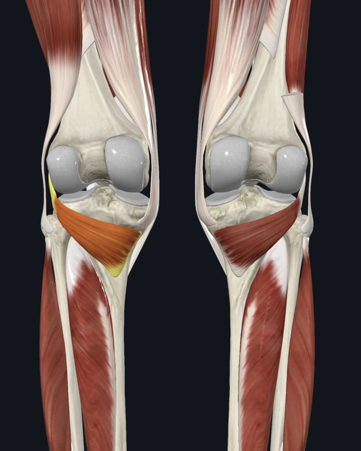 Popliteus anatomy