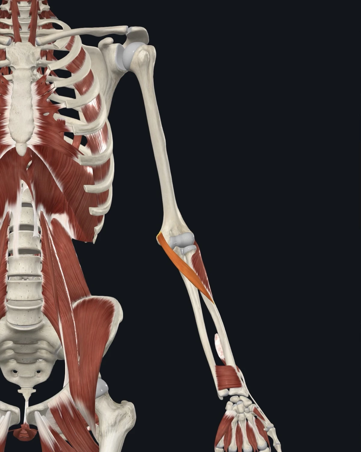 Anatomical illustration of the pronator teres on an anterior figure