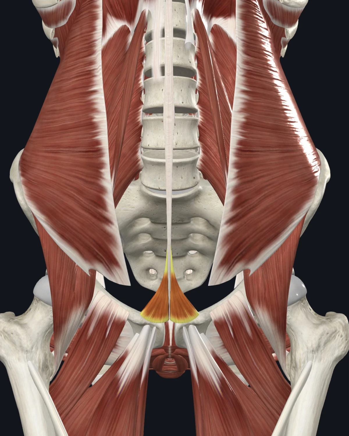 Anatomical illustration of the pyramidalis on an anterior figure