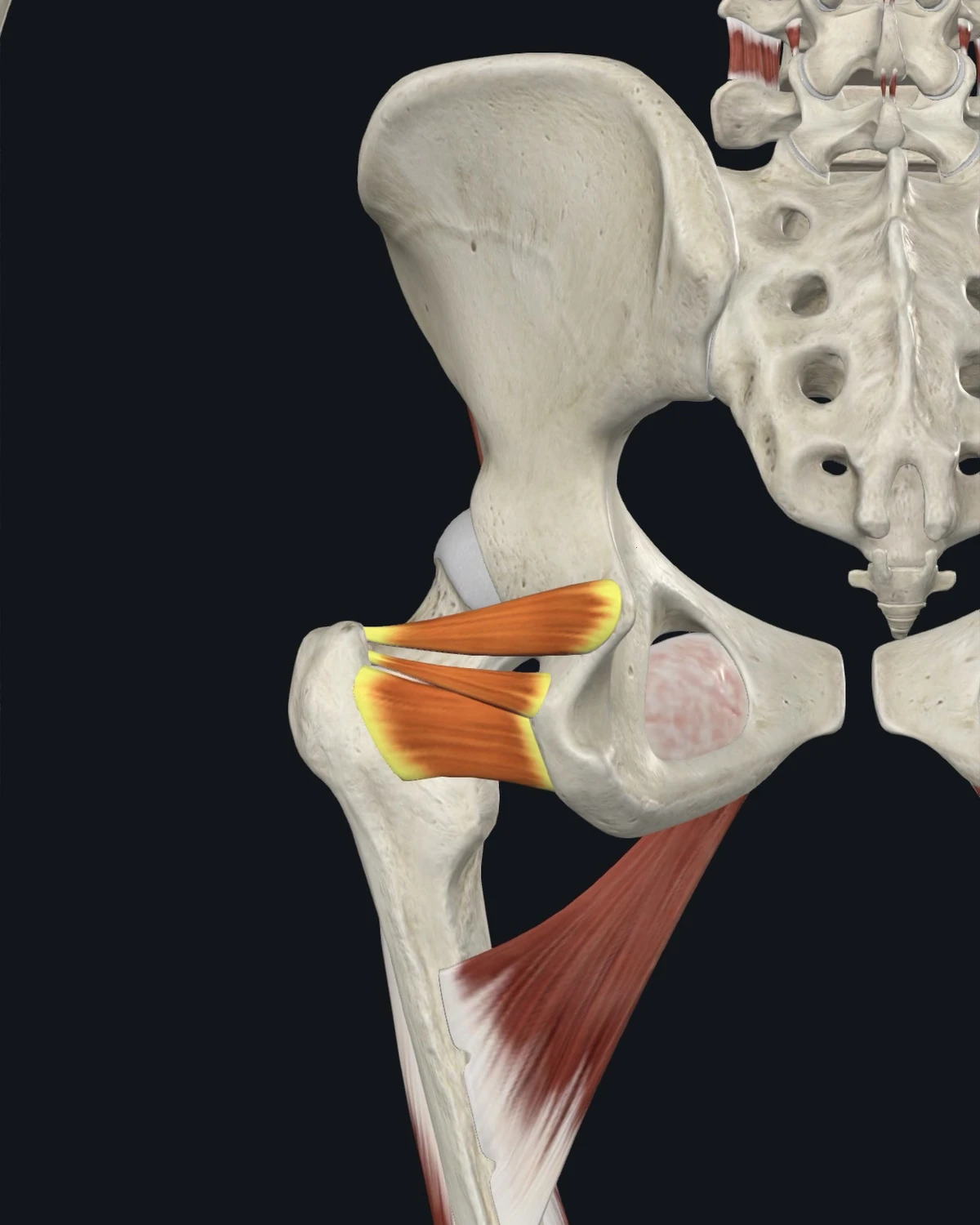 Anatomical illustration of the quadratus femoris and the gemelli on a posterior figure
