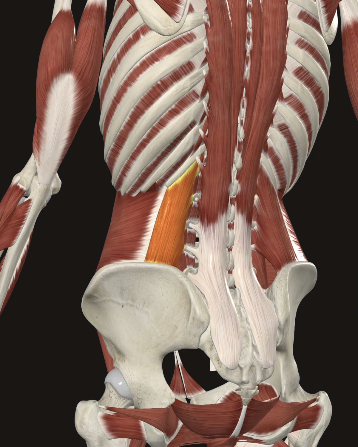 Quadratus Lumborum muscle anatomy
