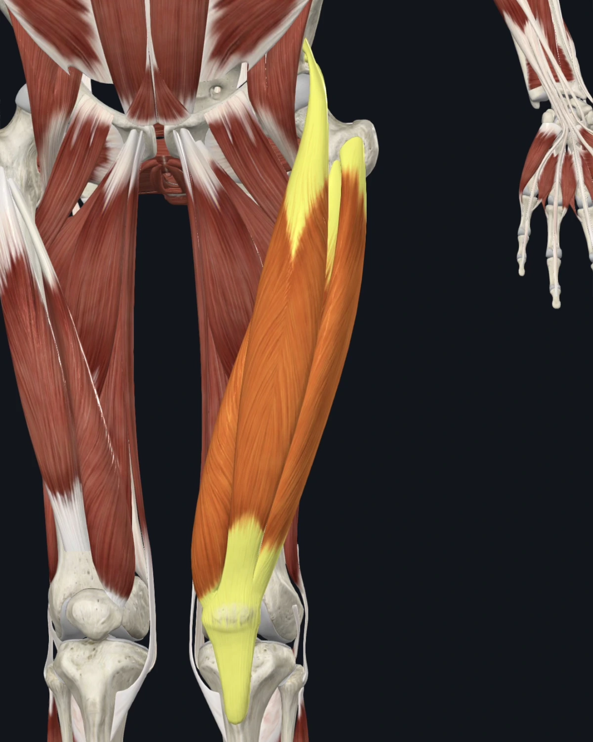 Vastus medialis and rectus femoris anatomy