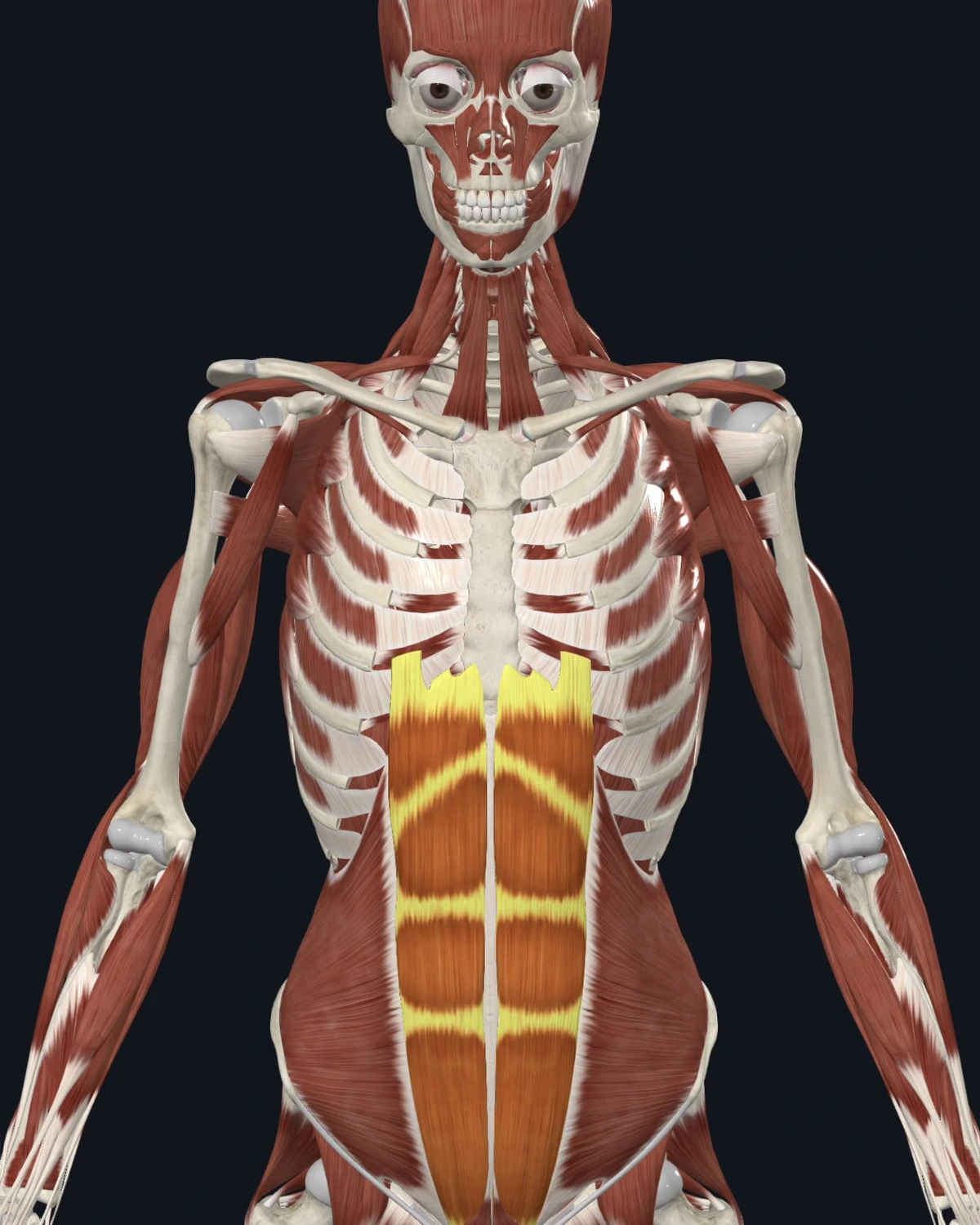 Rectus abdominis muscle anatomy