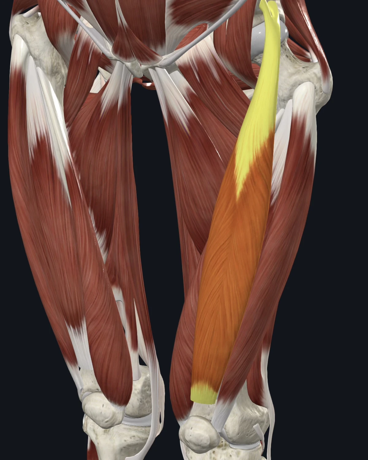 Anatomical illustration of the rectus femoris on an anterior figure