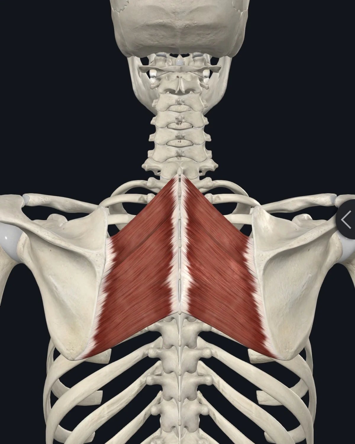 Rhomboids muscle anatomy