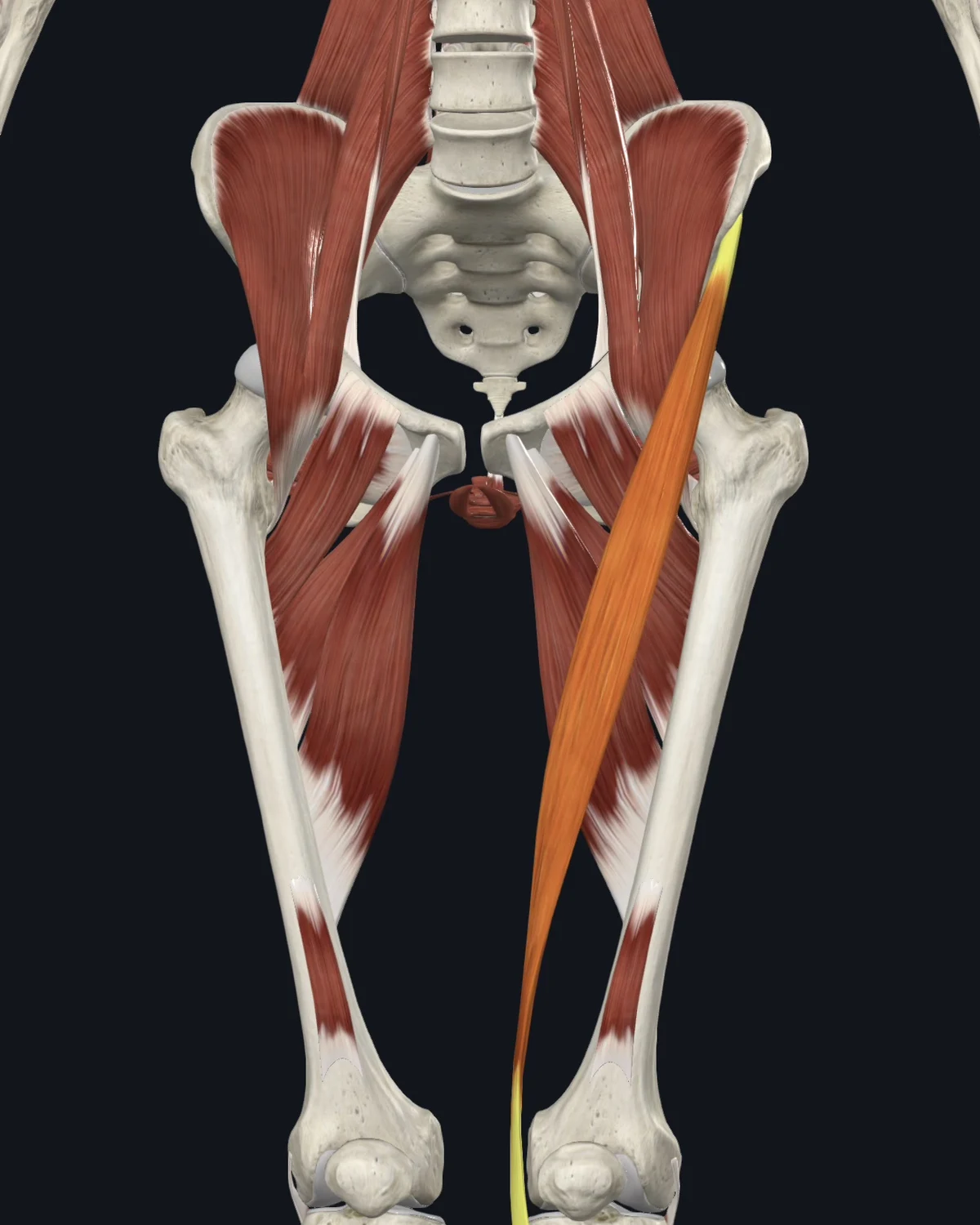 Anatomical illustration of the sartorius on an anterior figure