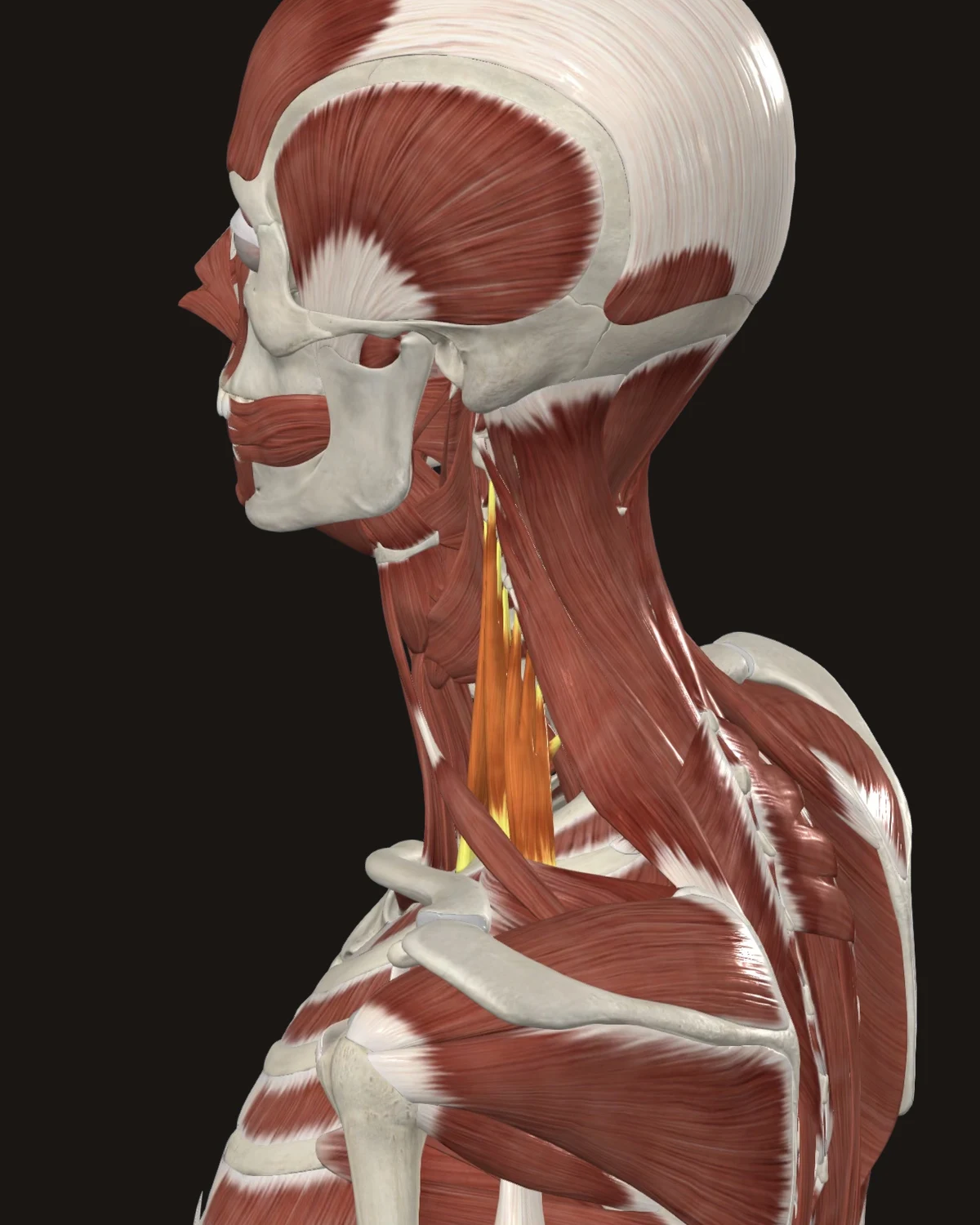 Scalenes muscle anatomy