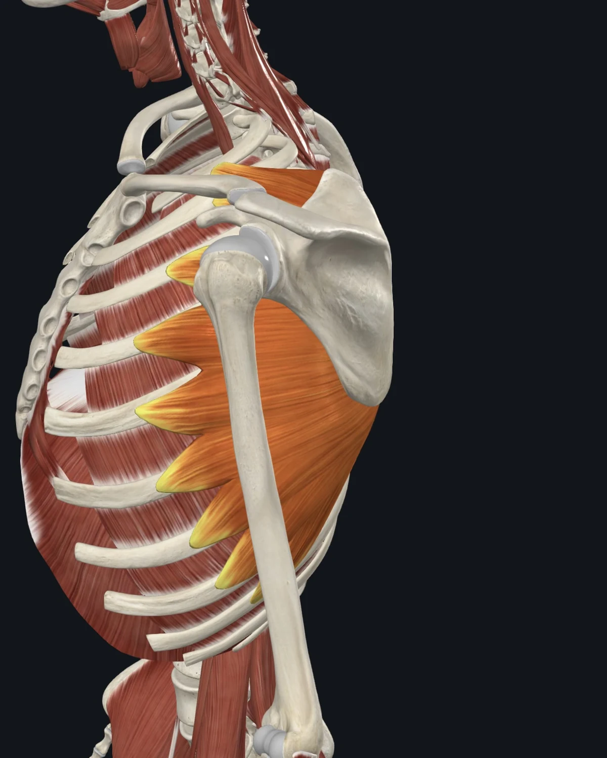 Serratus Anterior muscle anatomy