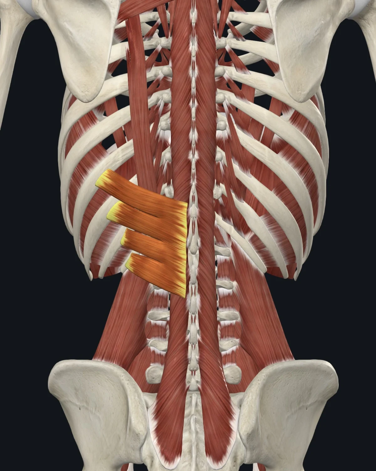 Anatomical illustration of the serratus posterior inferior on a posterior figure