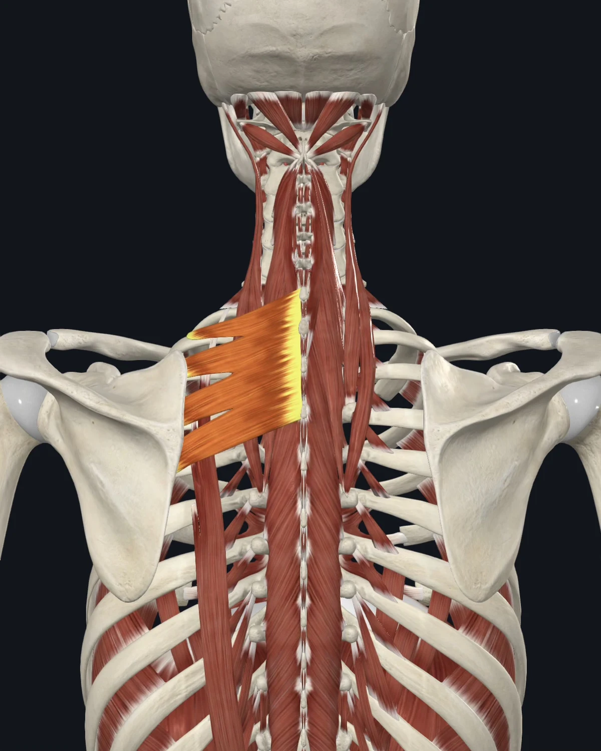 Anatomical illustration of the serratus posterior superior on a posterior figure