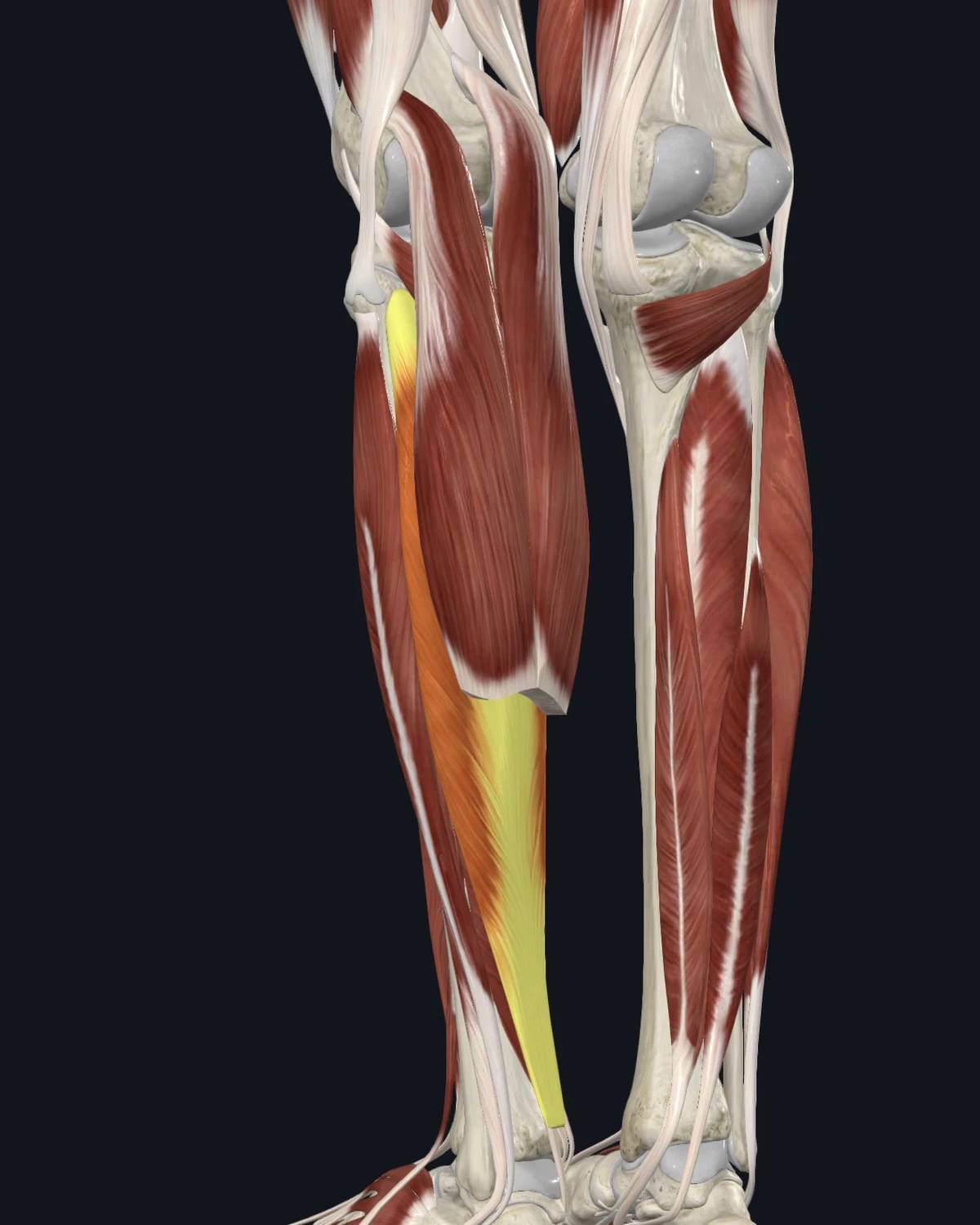 Soleus muscle anatomy