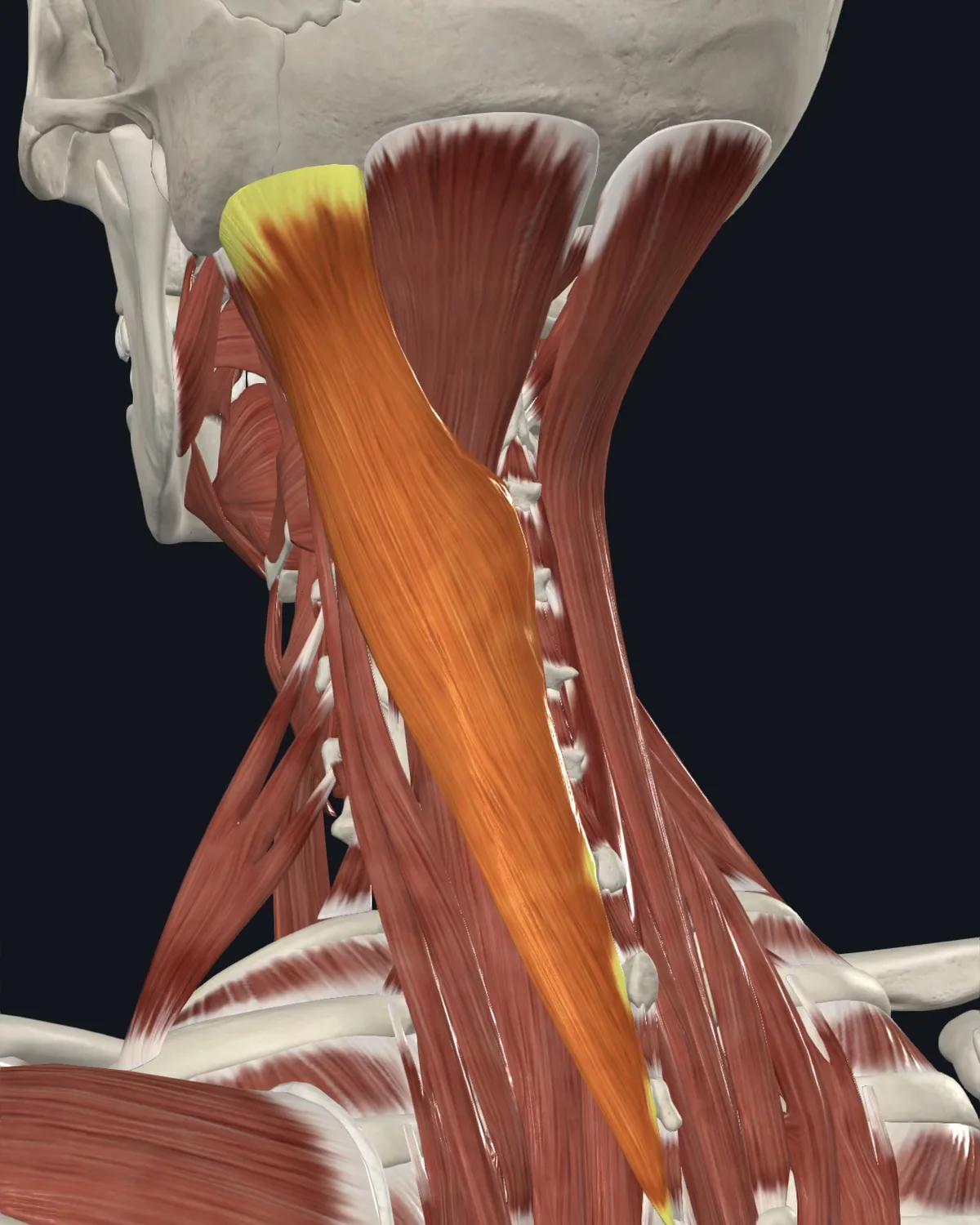 Anatomical illustration of the splenius capitis on a lateral head view