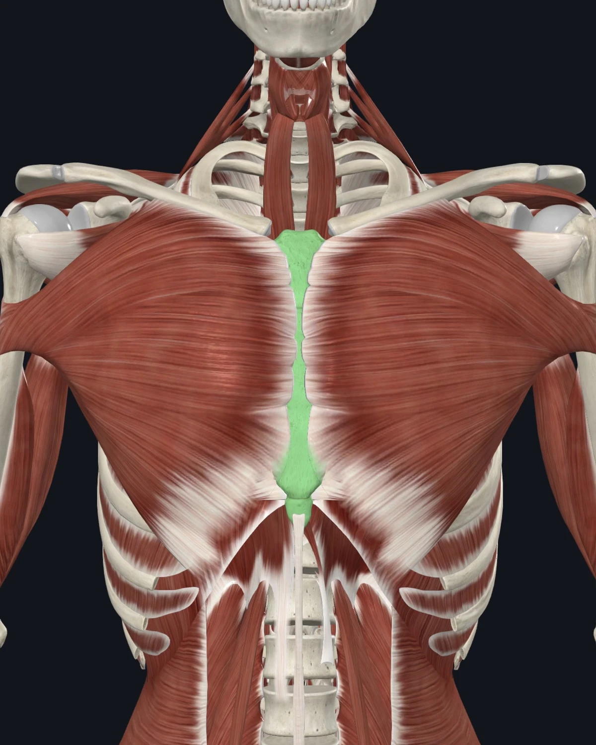 Anatomical illustration of the sternalis on an anterior figure
