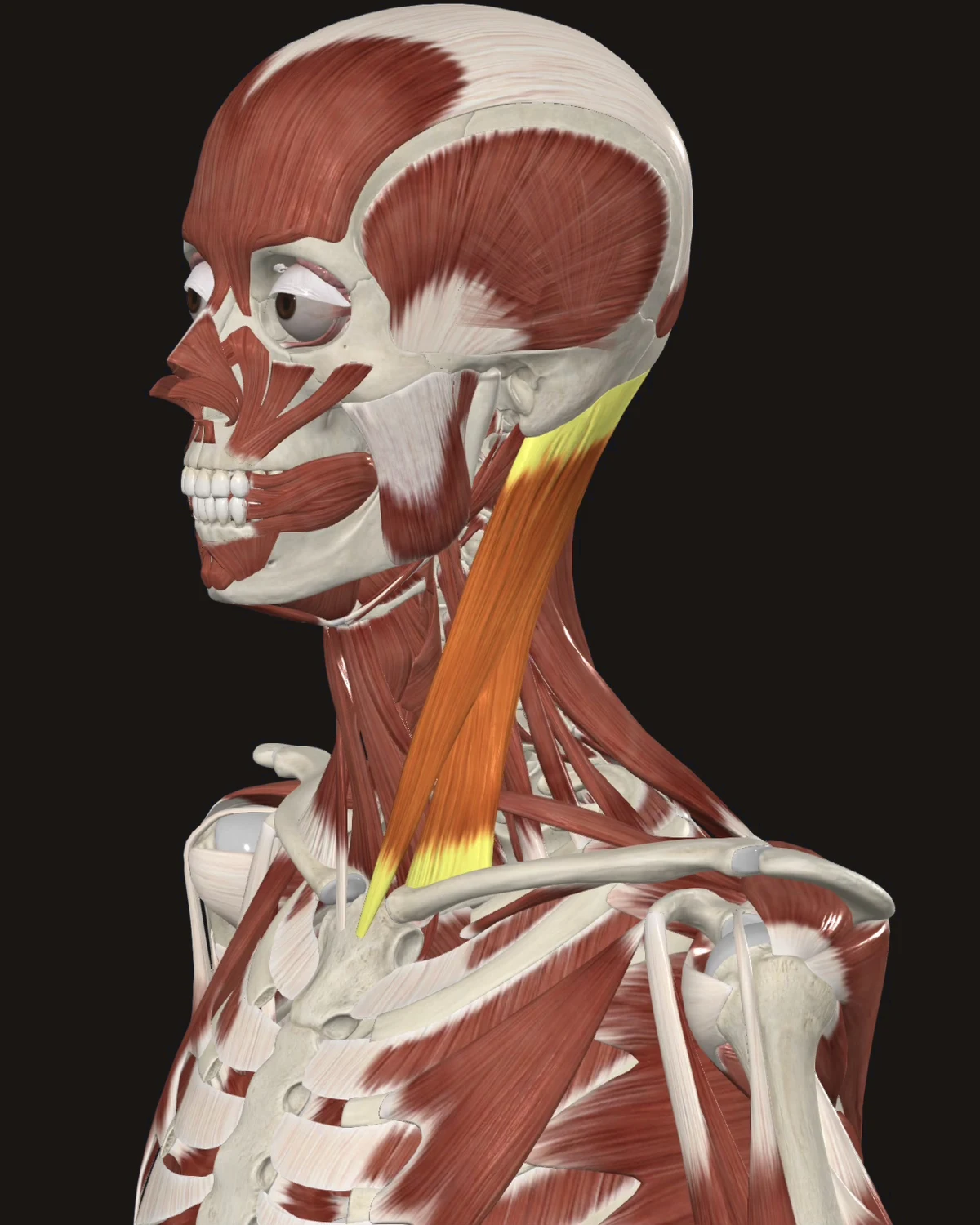Sternocleidomastoid muscle anatomy