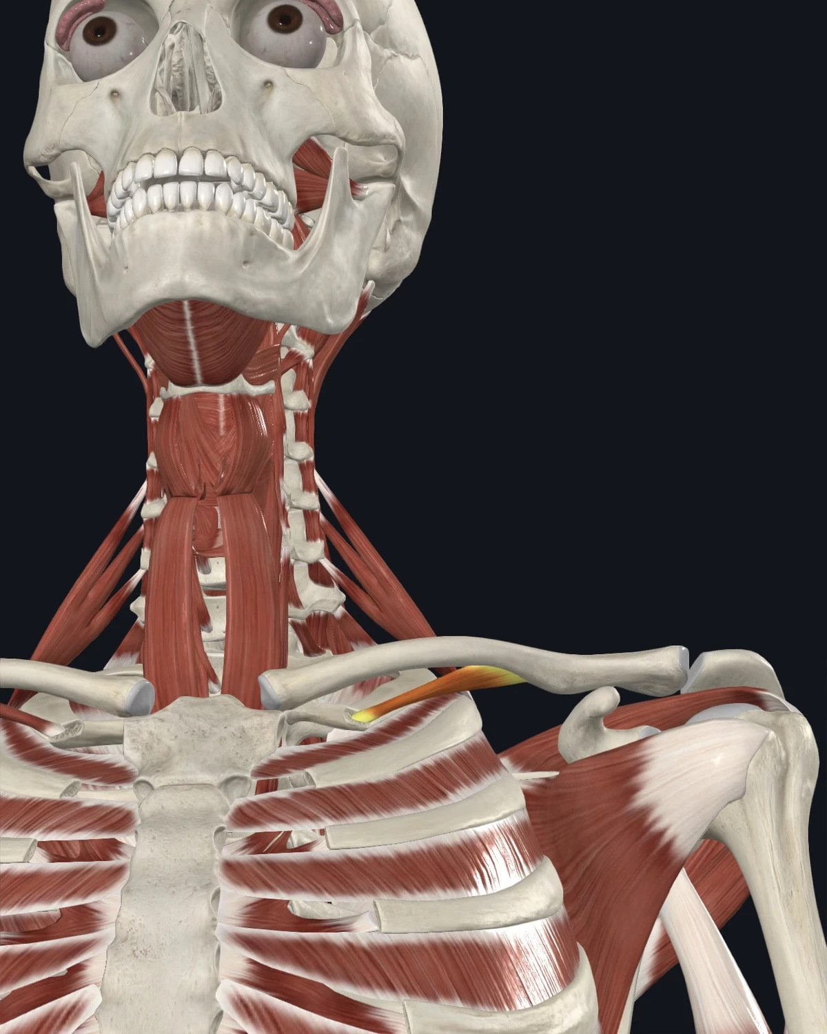 Anatomical illustration of the subclavius on an anterior figure