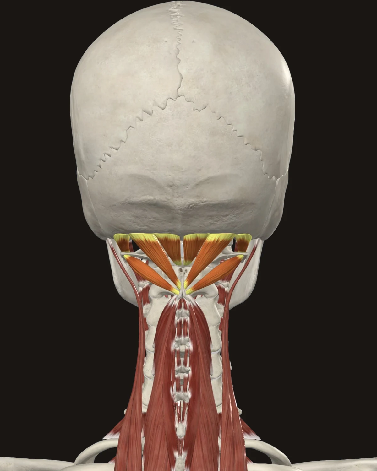 Suboccipitals muscle anatomy