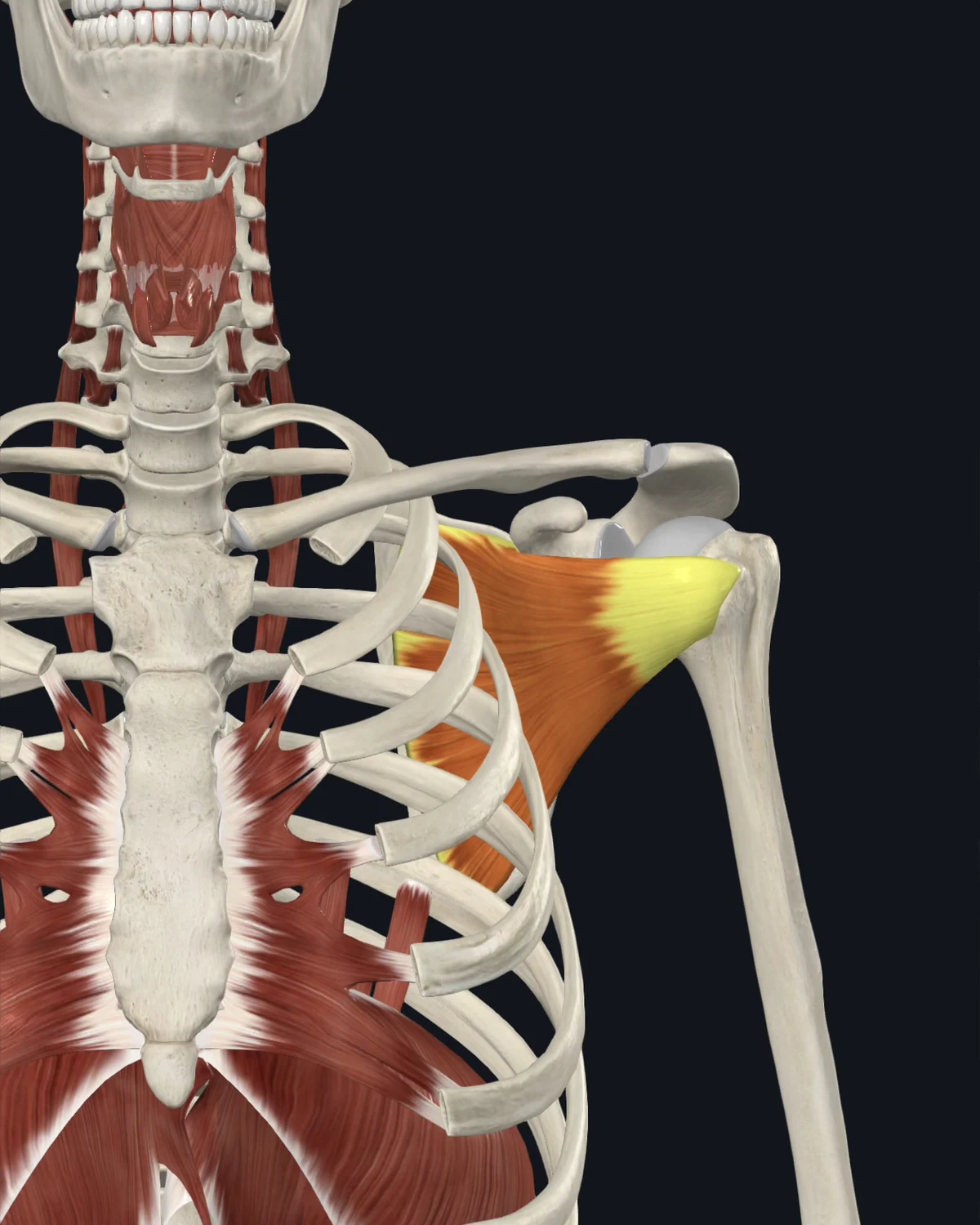 Subscapularis muscle anatomy