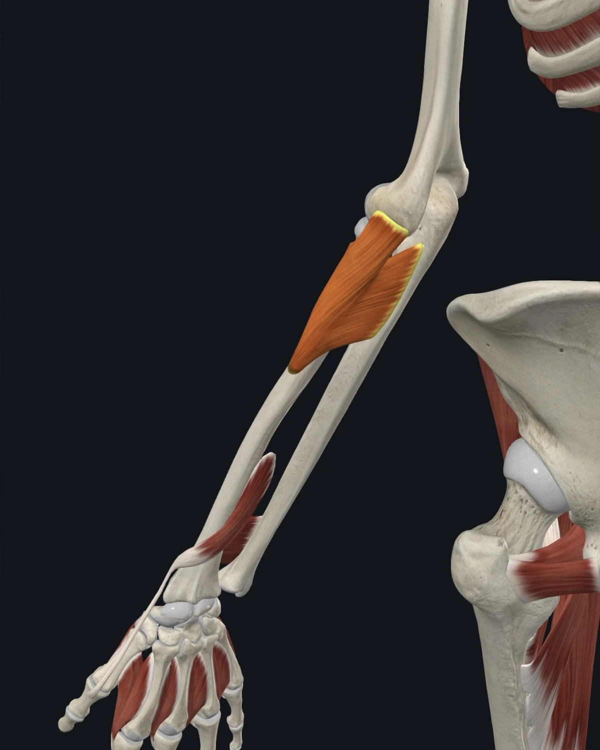 Anatomical illustration of the supinator on an anterior figure