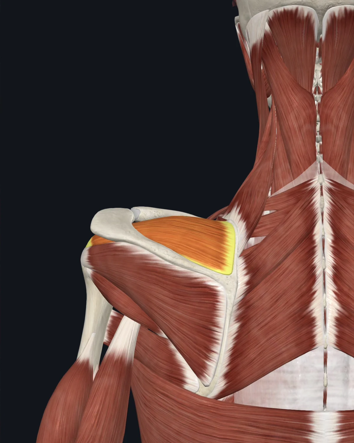 Supraspinatus muscle anatomy
