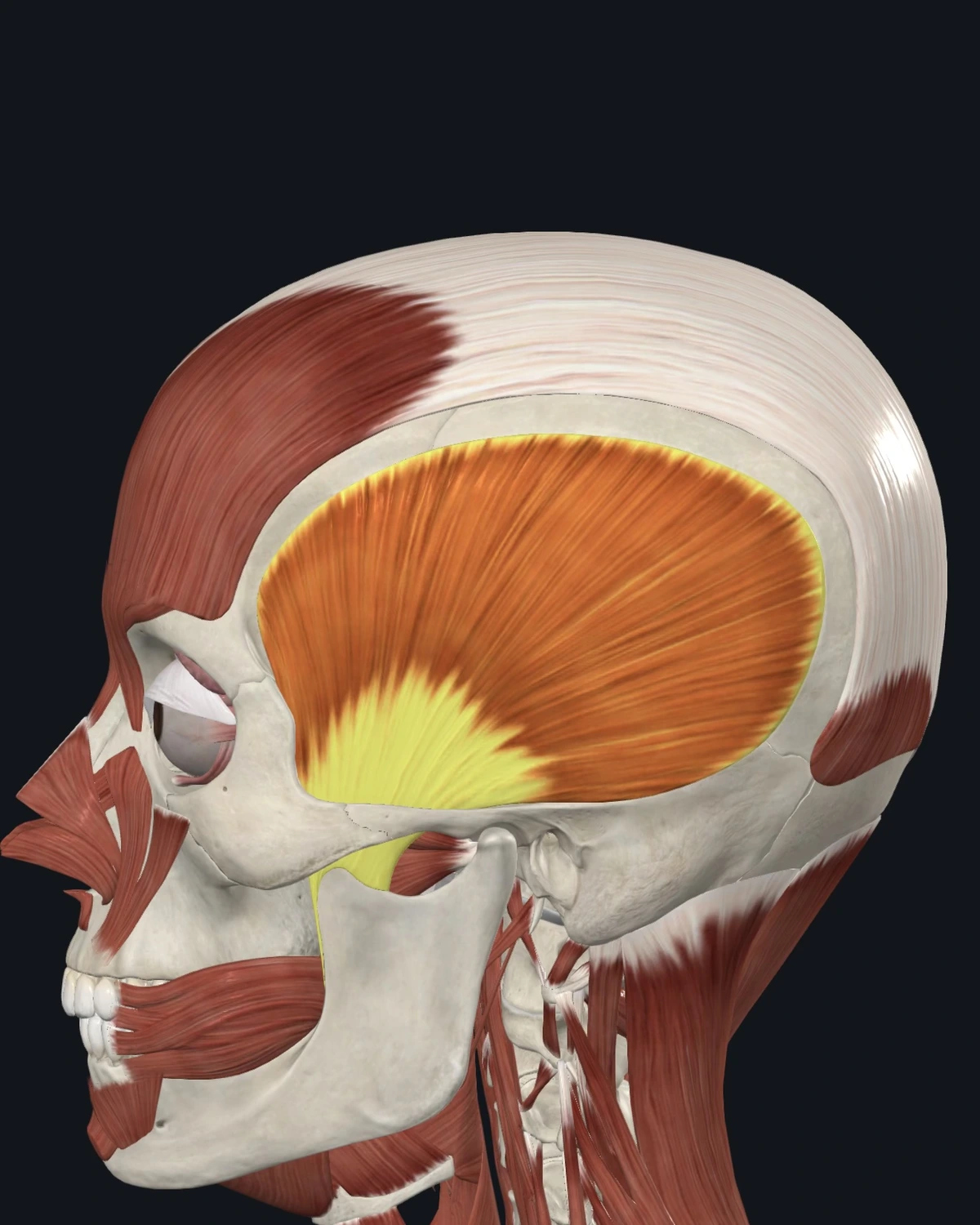 Temporalis muscle anatomy