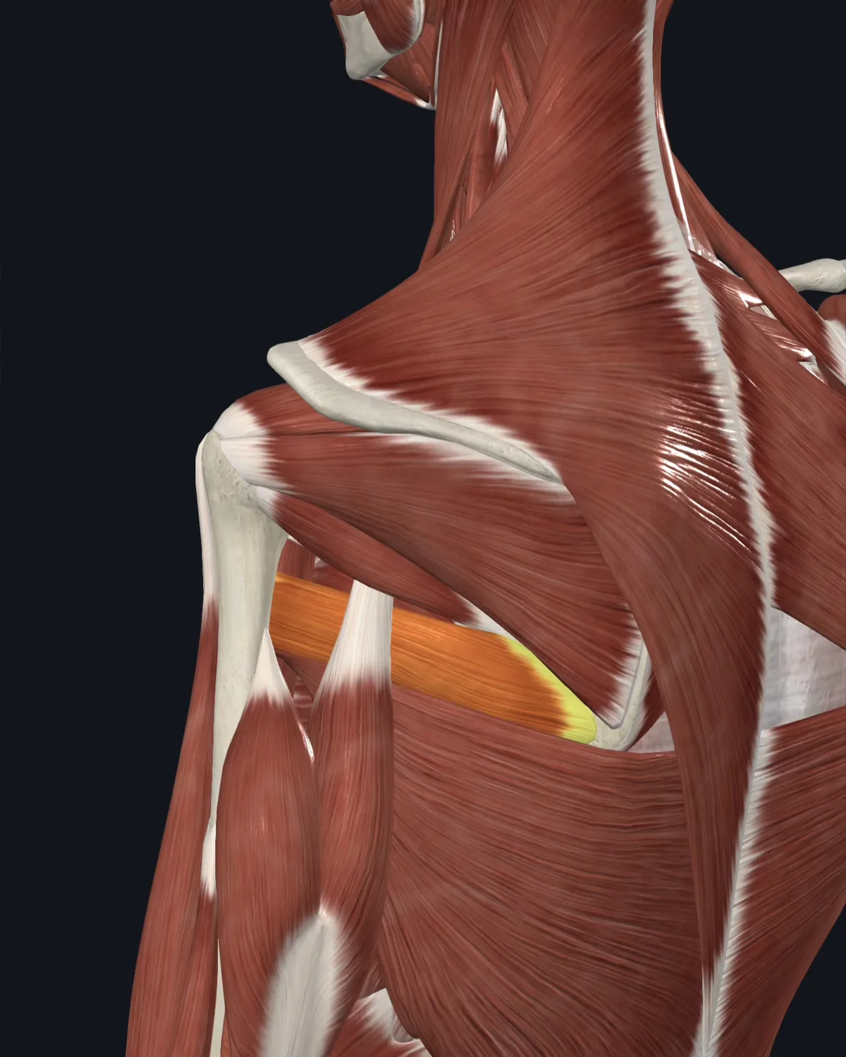 Anatomical illustration of the teres major on a posterior figure