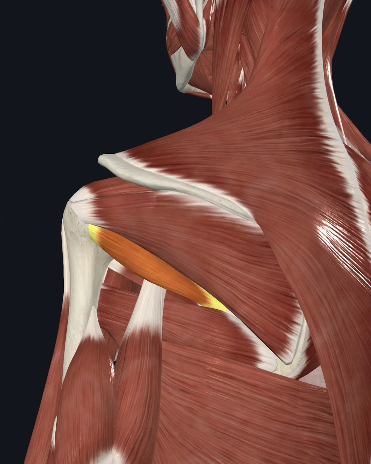 Anatomical illustration of the teres minor on a posterior figure