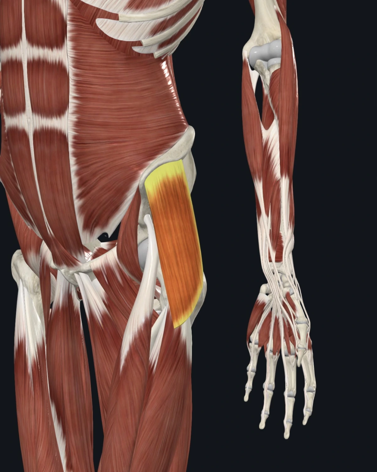 Tensor fasciae latae anatomy