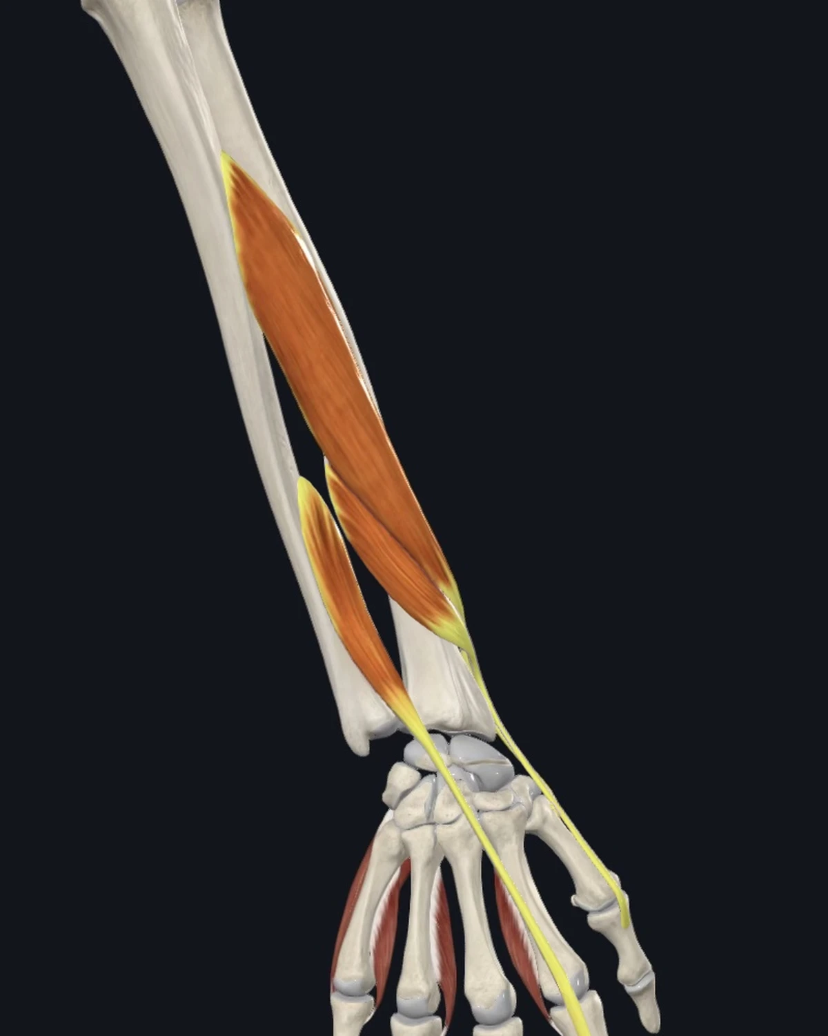 Anatomical illustration of the abductor pollicis longus and the extensor pollicis longus and brevis on a posterior figure
