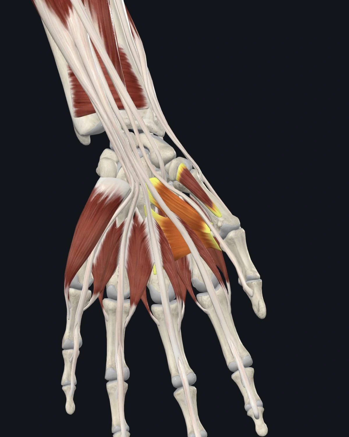 Adductor and opponens pollicis anatomy