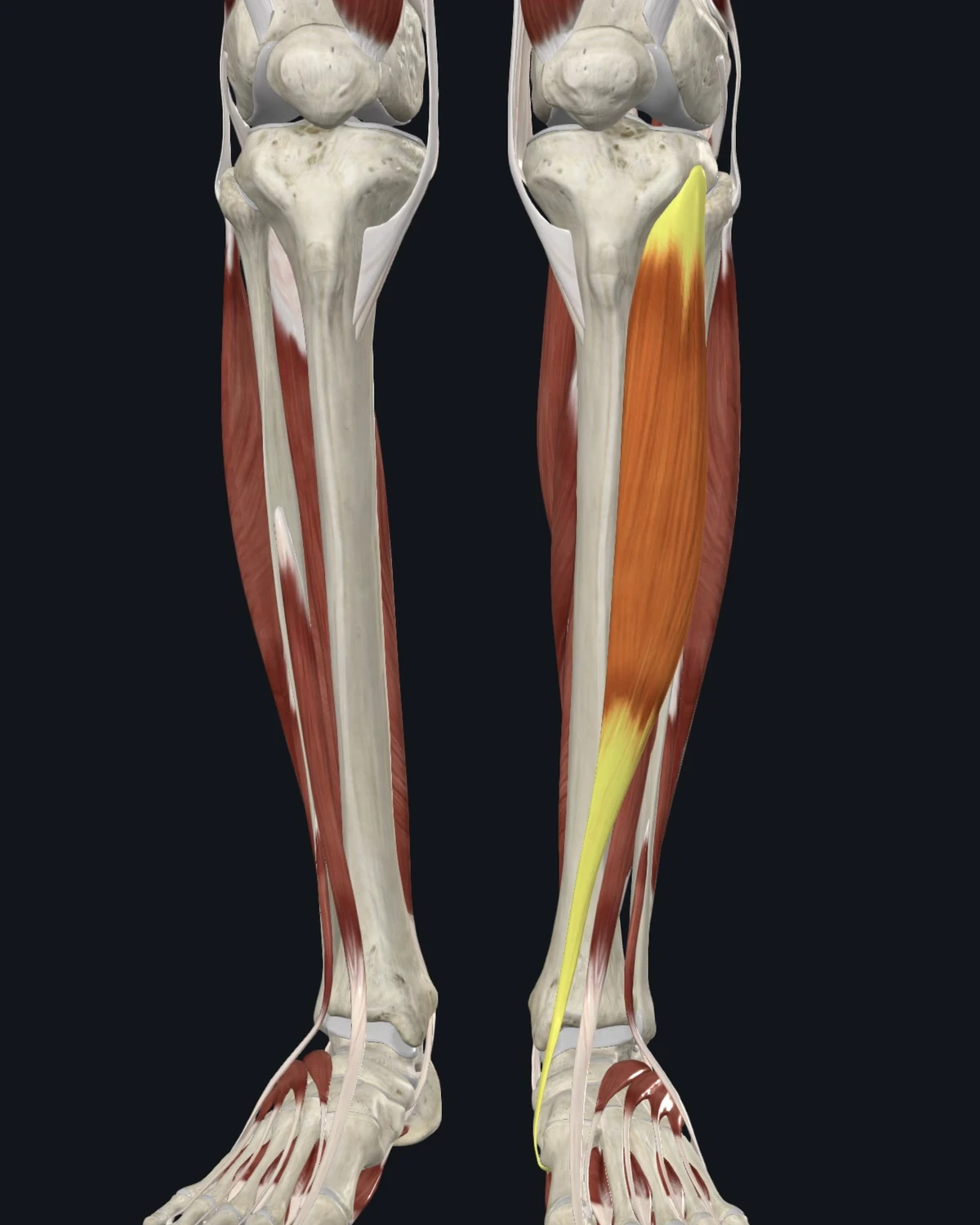Tibialis anterior muscle anatomy