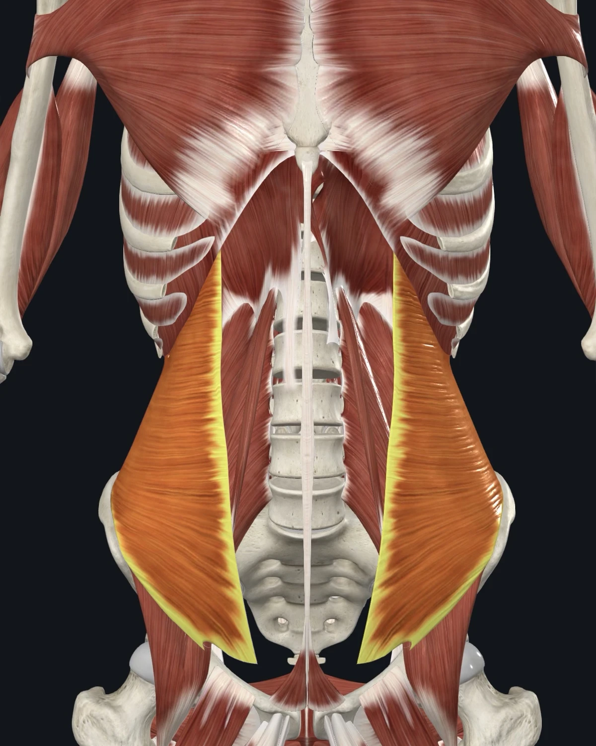Anatomical illustration of the transversus abdominis on an anterior figure