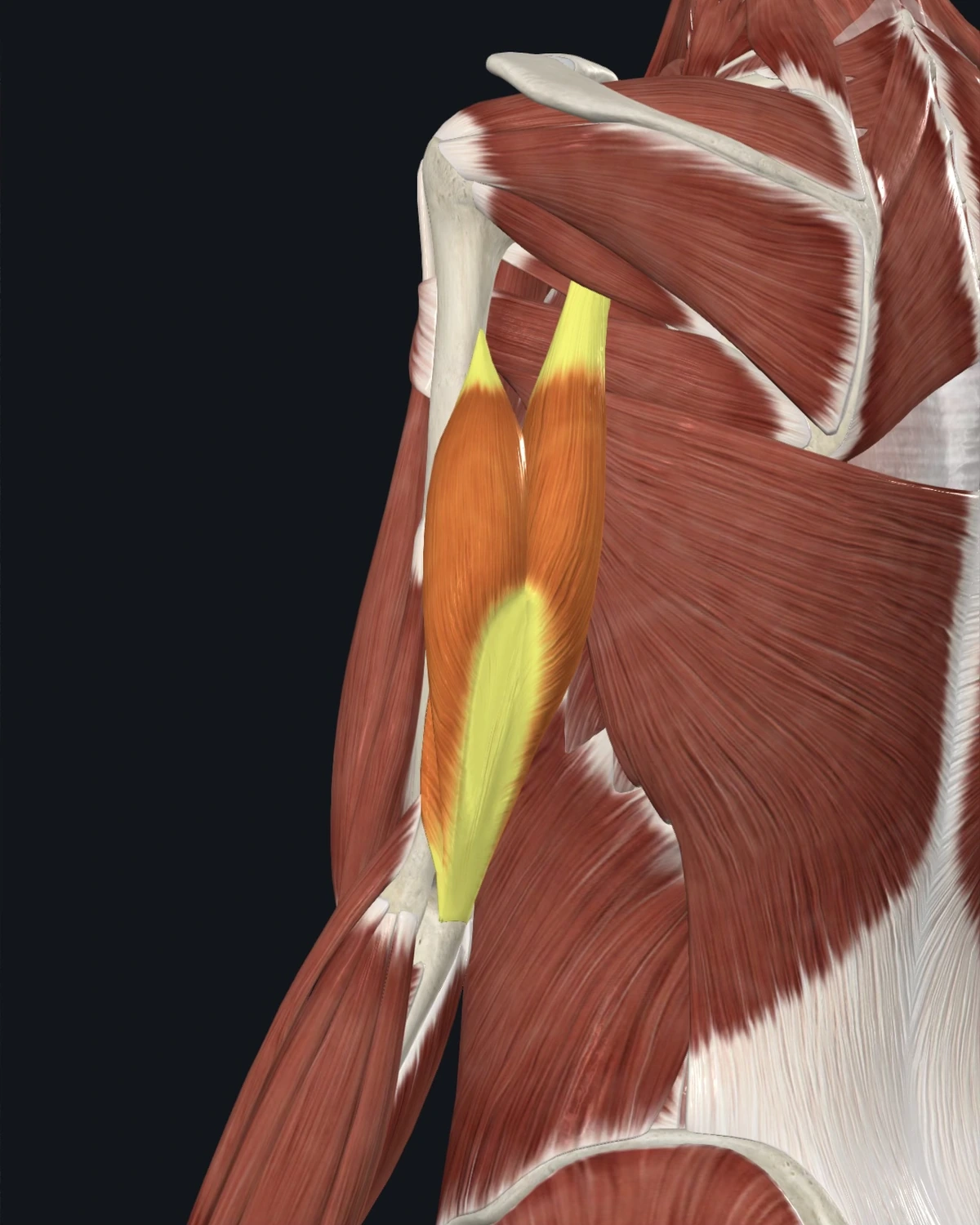 Triceps muscle anatomy