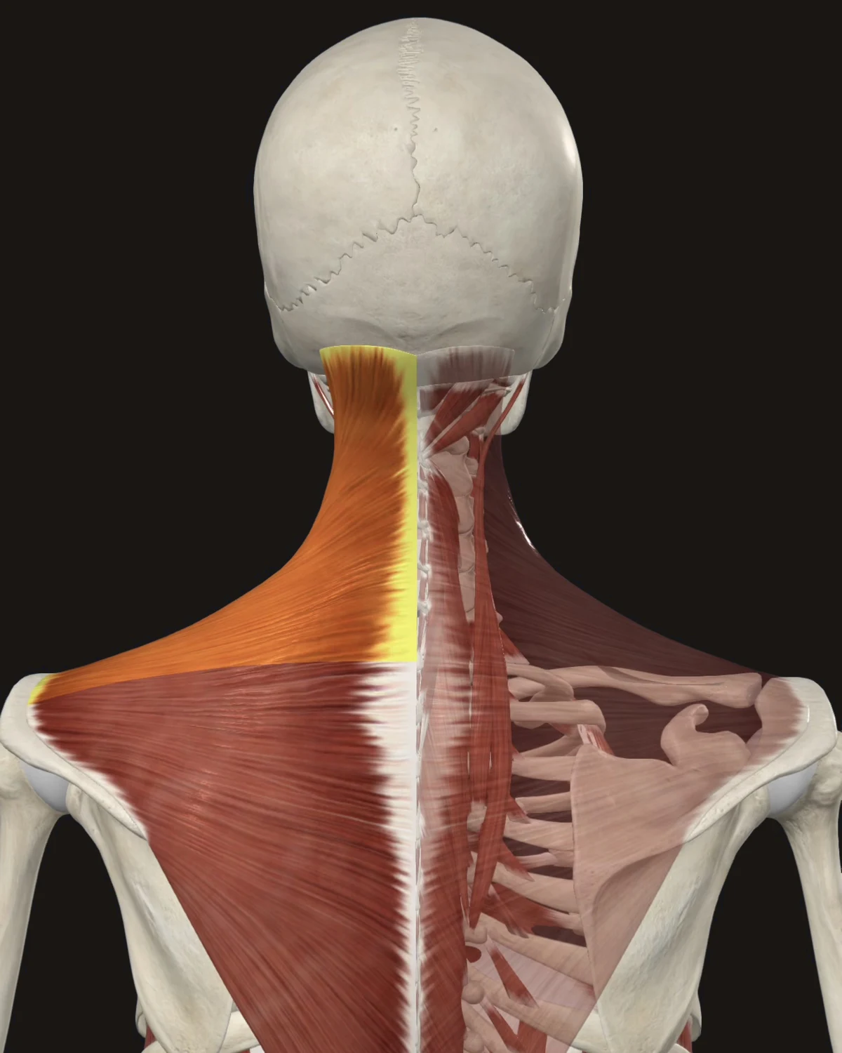 Upper Trapezius muscle anatomy