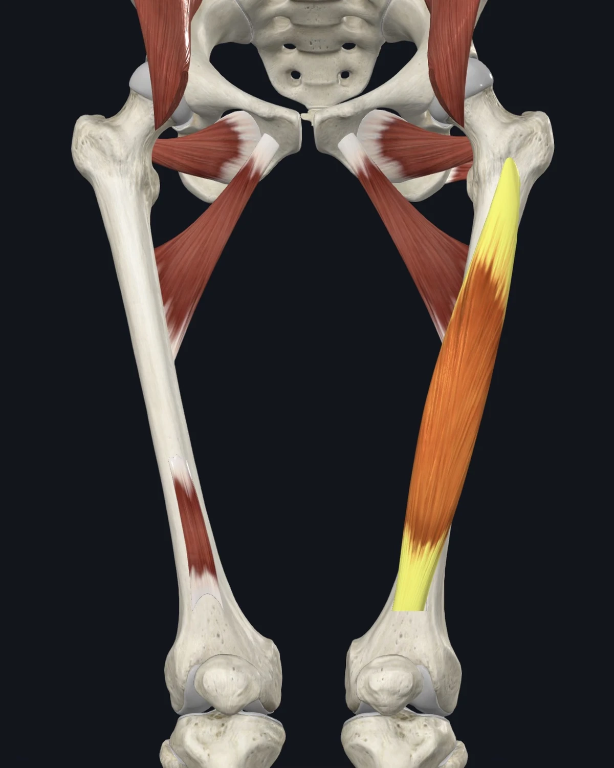Anatomical illustration of the vastus intermedius on an anterior figure