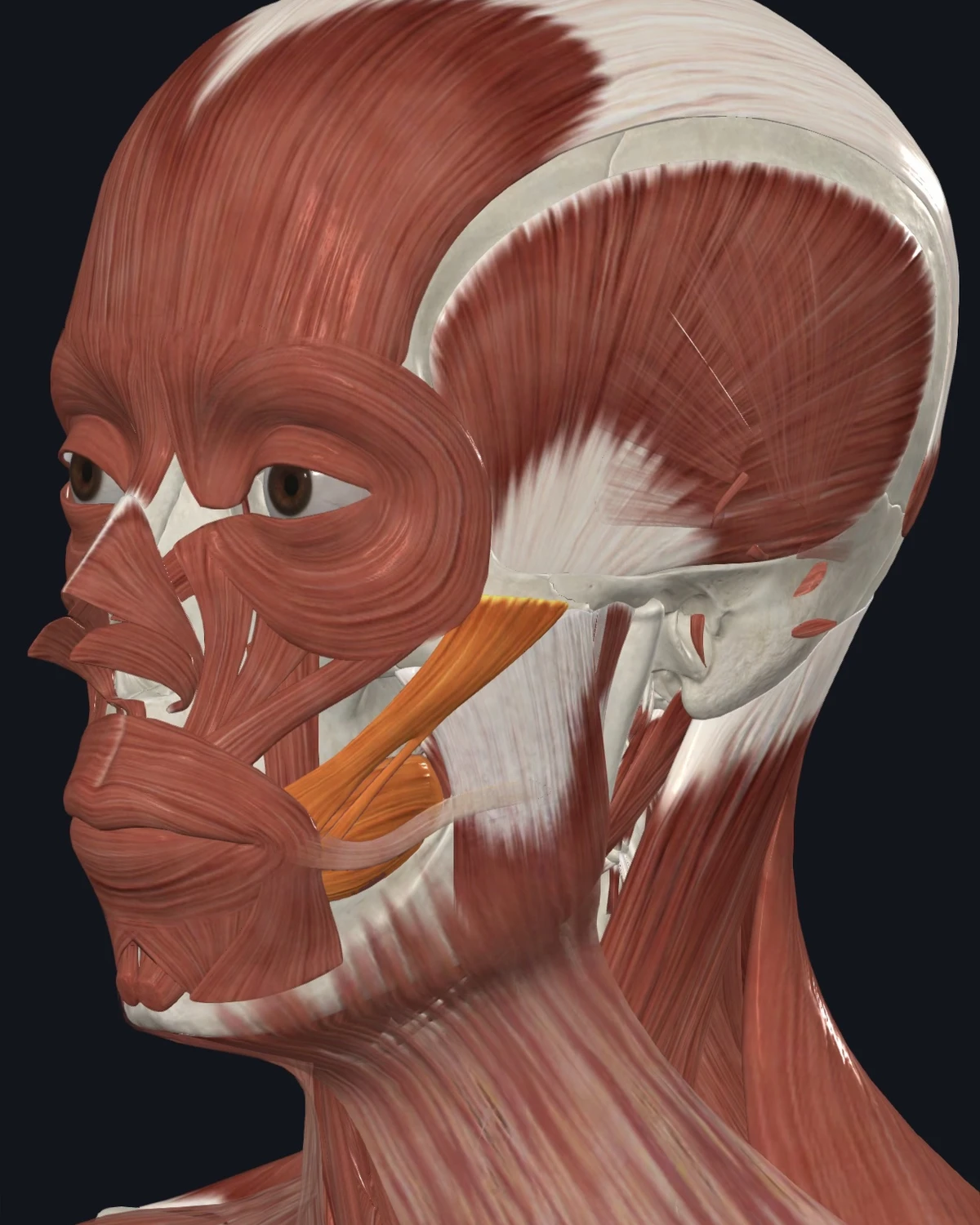 Anatomical illustration of the zygomaticus and buccinator on a lateral head view